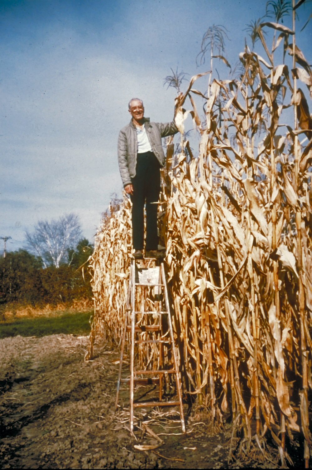 Ormus y Agricultura