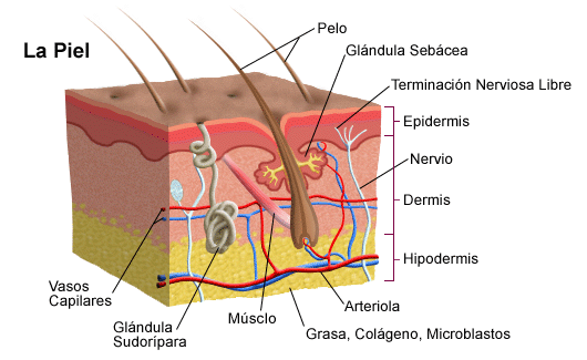 ¿Cómo Funcionan los Desodorantes Naturales?