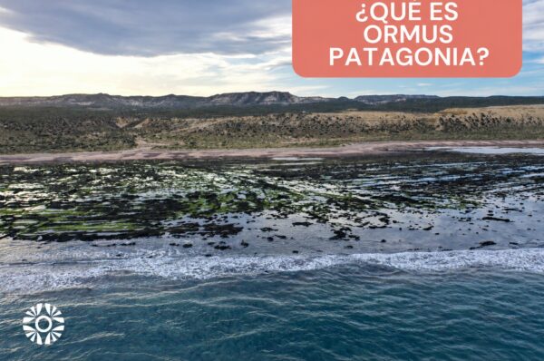 Qué es Ormus Patagonia: minerales marinos, alquimia y origen patagónico